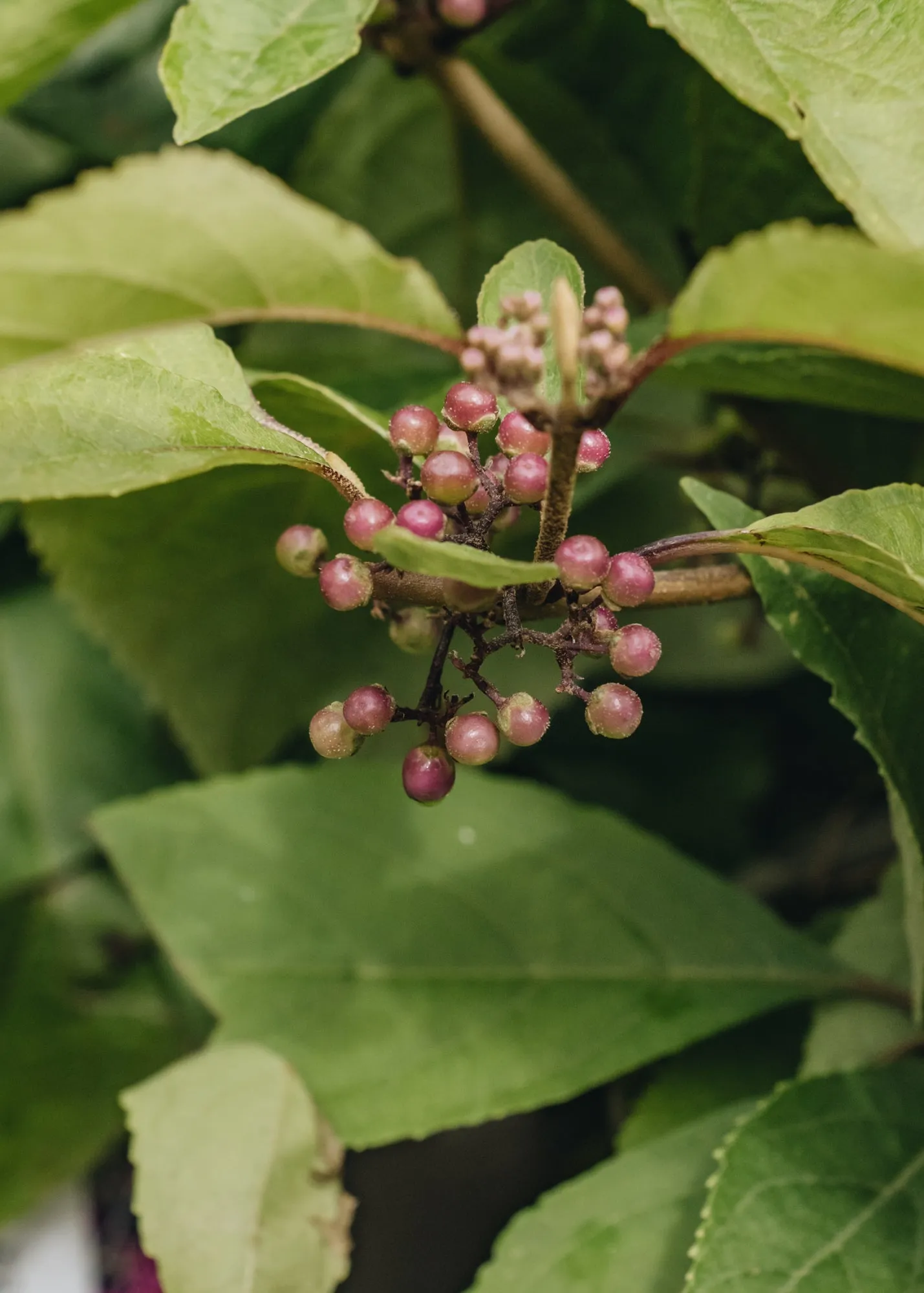 Callicarpa bodinieri Magical Purple 3L