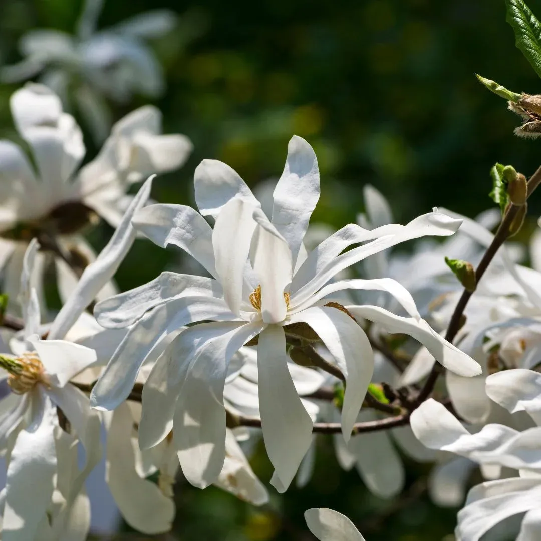 Royal Star Magnolia